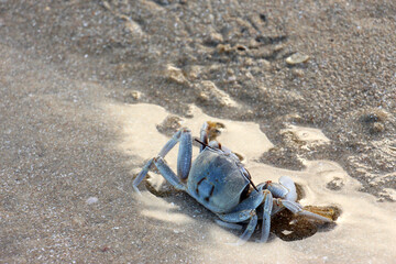 Ocypode is a genus of ghost crabs found in the sandy shores of tropical and subtropical regions throughout the world.They inhabit deep burrows in the intertidal zone.