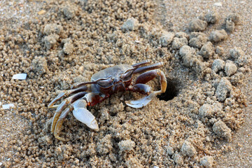Ocypode is a genus of ghost crabs found in the sandy shores of tropical and subtropical regions throughout the world.They inhabit deep burrows in the intertidal zone.