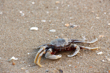 Ocypode is a genus of ghost crabs found in the sandy shores of tropical and subtropical regions throughout the world.They inhabit deep burrows in the intertidal zone.