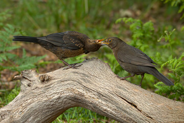 Blackbird feeding baby