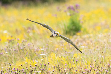 Lana Falcon over a flowered meadow