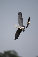 Black-winged Stilt chasing off a Grey Heron