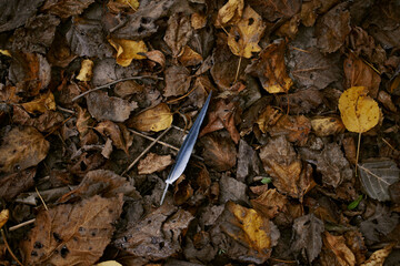 feather over autumn leaves on the ground