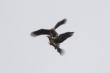 Fighting White-tailed fish eagles 