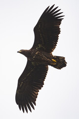 White-tailed fish eagle in flight UK