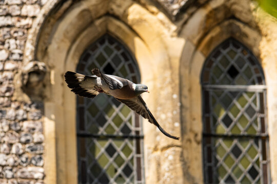 Wood pigeon flying past stained windows of a church