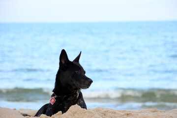 Fisherman's dog during the day, usually come out to lie on the beach. They like to bask in the sun during the day.