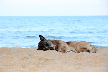 Fisherman's dog during the day, usually come out to lie on the beach. They like to bask in the sun during the day.