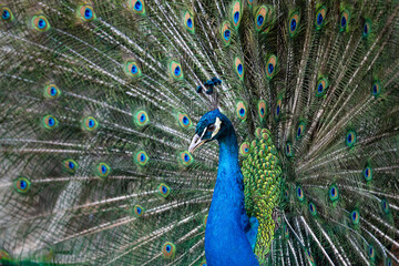 Fototapeta na wymiar Peacock displaying feathers