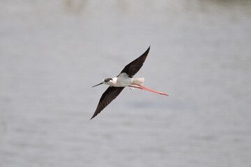 Black-winged Stilt in flight