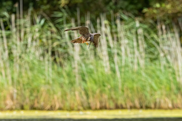 Hobby eating a dragonfly in flight on the wing