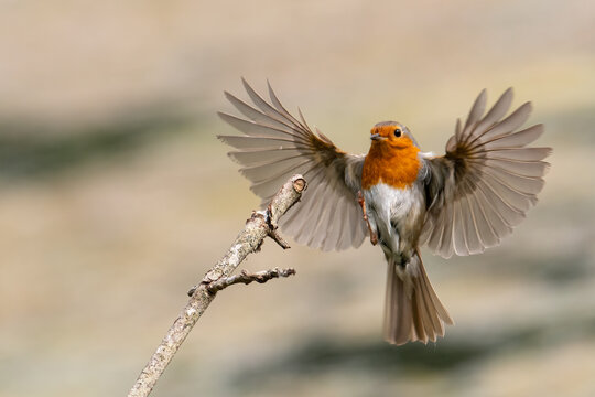 Robin landing on a branch