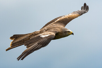 Red Kite