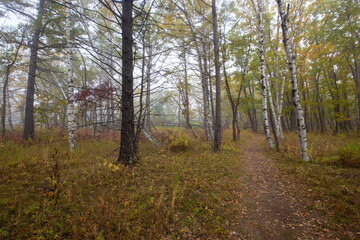 Sikhote-Alin Biosphere Reserve. Walking ecological trail in a dense autumn forest. Tourist trail.