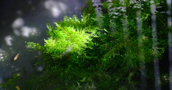 生い茂る南米ウィローモスのビオトープ