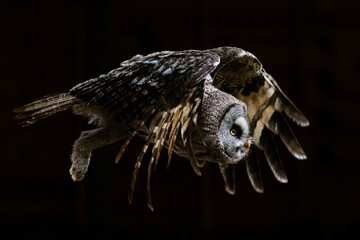 Eagle Owl in flight
