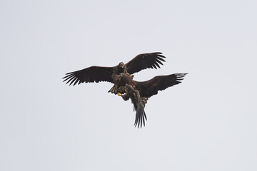 White-tailed Sea Eagles fighting 