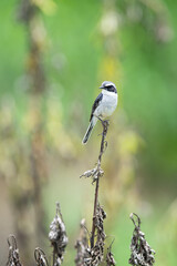 Grey Shrike