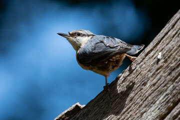 Nuthatch