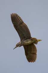 Chinese Pond Heron