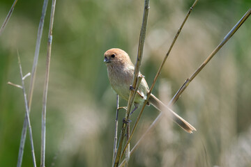 vinous-throated parrotbill