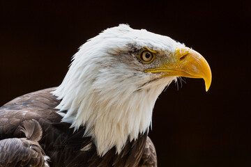 american bald eagle