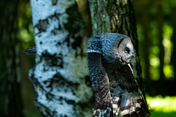 Owl flying between trees