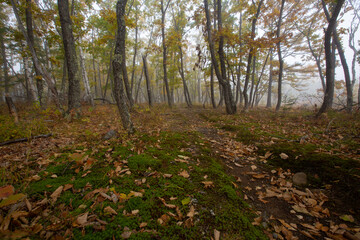 Sikhote-Alin Biosphere Reserve. Walking ecological trail in a dense autumn forest. Tourist trail.