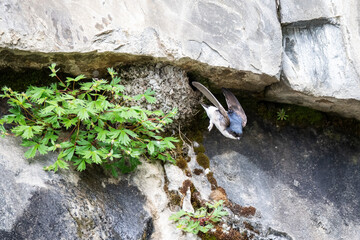 Housemartin leaving nest