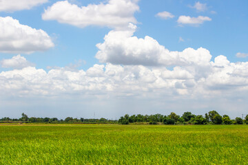 Obraz premium Landscape - Clear white clouds in the green large field with bright light. Blue sky with cloud.