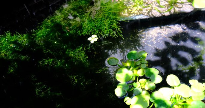 夏の時期を迎えた静かなビオトープ