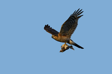 Eurasian sparrowhawk (Accipiter nisus)