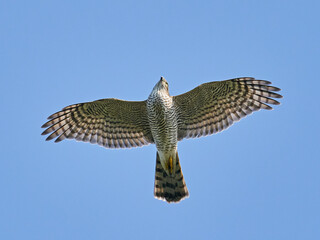 Eurasian sparrowhawk (Accipiter nisus)