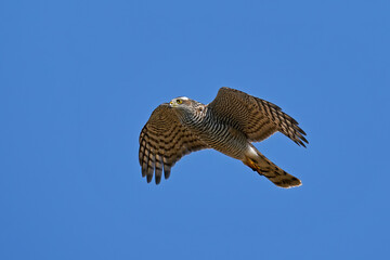 Eurasian sparrowhawk (Accipiter nisus)