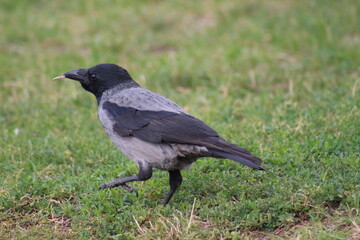 crow on the grass