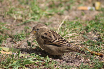 sparrow on a grass