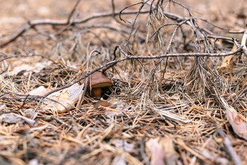 Beautiful edible mushroom in a pine forest