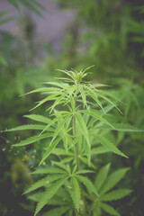 Wonderful view of the cannabis bush in the countryside in the evening