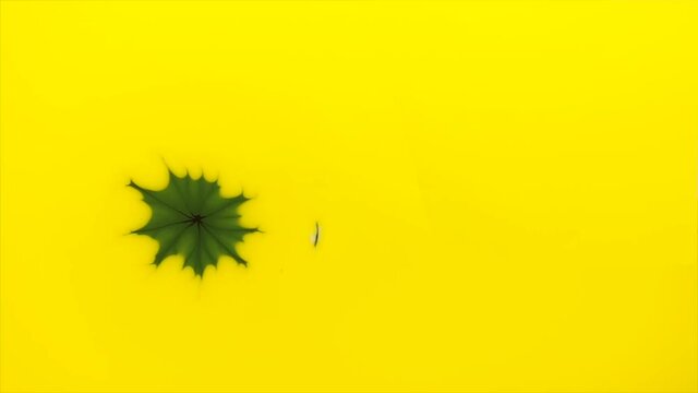 Goodbye delicate little  green snowflake, we will miss you -  an all natural AbstractVideoClip 
