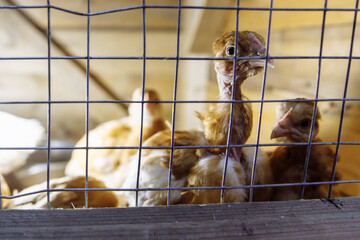 A ginger chicken with a bare neck looks through the cage. Other chickens are sitting around. High quality photo