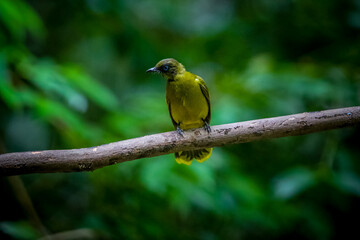 bird butterfly resting on tree in the forest