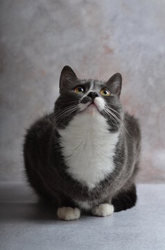 A gray cat with white breasts poses for a photographer.