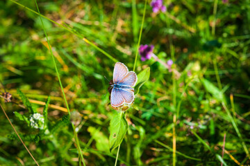 Fleurs des pyrennées en peline floraison pendant l'ete