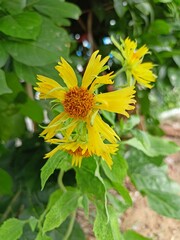 sunflower and bee  