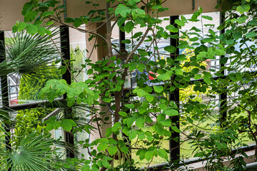 Obraz premium Tropical plants in the garden