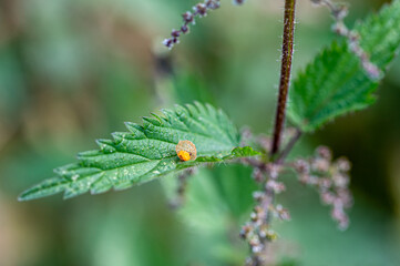 Orange insect eggs on a nettle leaf