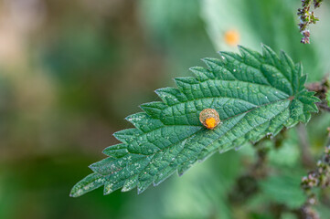 Orange insect eggs on a nettle leaf