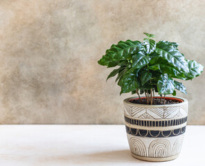 A young coffee tree grows in a pot against concrete background. Coffee shop or home gardening concept.