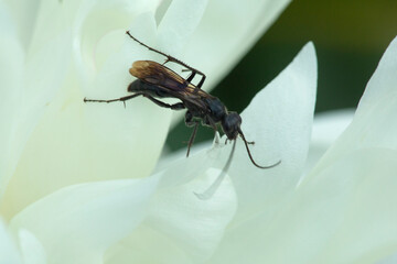 Spider wasp surveying white petals of a peony flower.