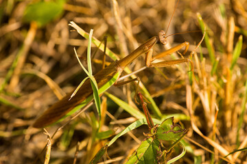Praying mantis in the grass in Somers, Connecticut.